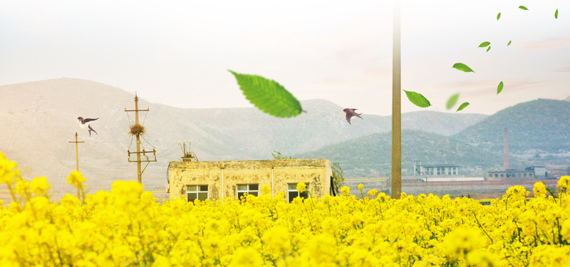 油菜花开背景banner背景