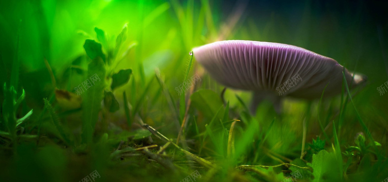 原始森林野生菌菇背景摄影图片