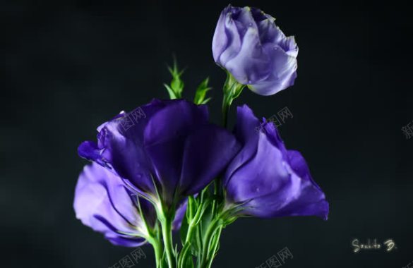 紫色高贵花朵植物背景