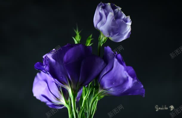 紫色高贵花朵植物jpg设计背景_新图网 https://ixintu.com 植物 紫色 花朵 高贵