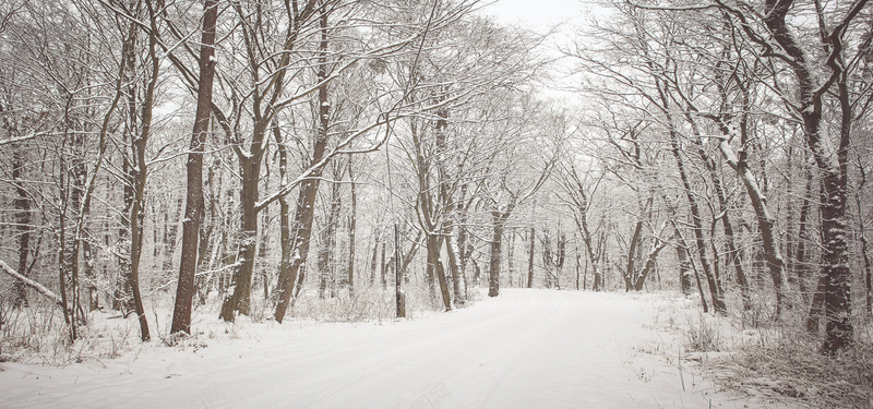 唯美树林雪景背景摄影图片