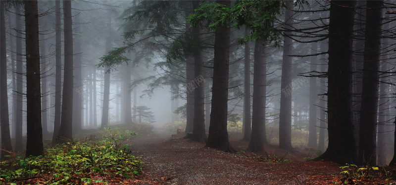 迷雾中的森林背景jpg_新图网 https://ixintu.com 摄影 朦胧 树木 森林 海报banner 自然 迷雾 风景