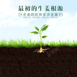 创意生姜创意生姜洗发水主图高清图片