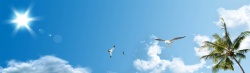 海岛风光沙滩海鸥椰树背景banner高清图片