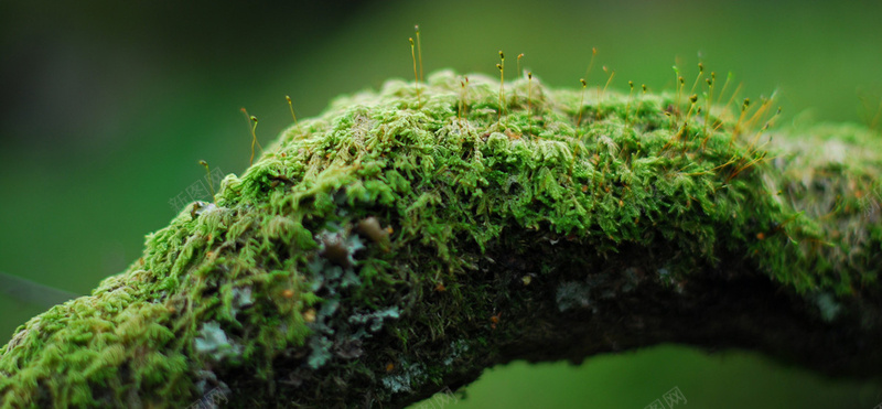 苔藓背景jpg_新图网 https://ixintu.com 微观 微观植物 摄影 森林 植物 植被 海报banner 环境 绿色 背景 自然 苔 风景