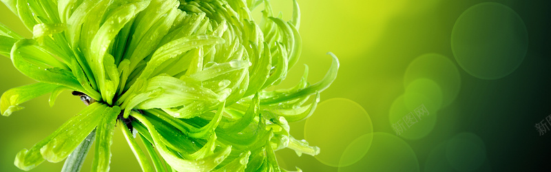 绿色花朵植物背景jpg_新图网 https://ixintu.com 摄影 植物 海报banner 绿色 背景 花朵 菊花 露珠 风景