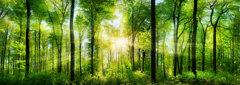 森林户外树木风景平面广告摄影图片