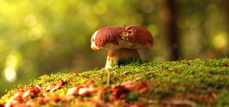 口菇原始森林野生菌菇背景摄影图片