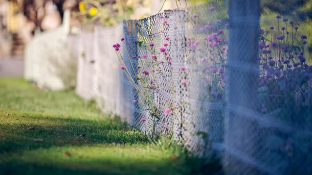 篱笆花朵草地午后阳光背景