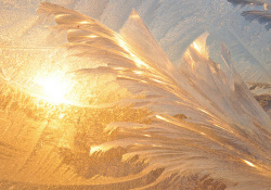 铂金质感浮雕铂金羽毛背景高清图片