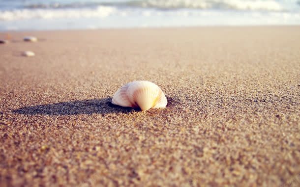 沙滩上的孤独贝壳jpg设计背景_新图网 https://ixintu.com 孤独 沙滩 贝壳