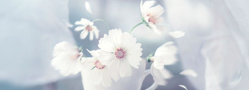 花卉背景图jpg_新图网 https://ixintu.com 摄影 植物 海报banner 白色 花卉 风景