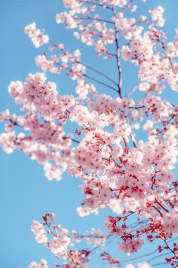 春季粉色桃花背景