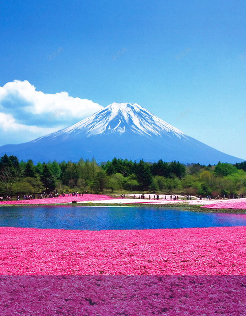 富士山五合目宣传海报背景psd设计背景_新图网 https://ixintu.com 宣传 富士山 富士山五合目宣传海报图片下载 旅游 樱花 河口湖 海报 美丽的富士山 风景