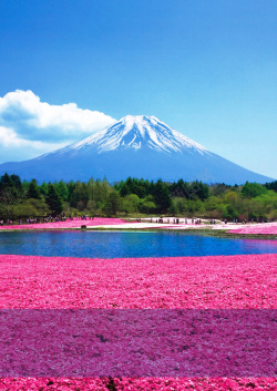 樱花宣传海报富士山五合目宣传海报背景高清图片