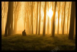 宁静的树林阳光下的宁静树林男孩高清图片