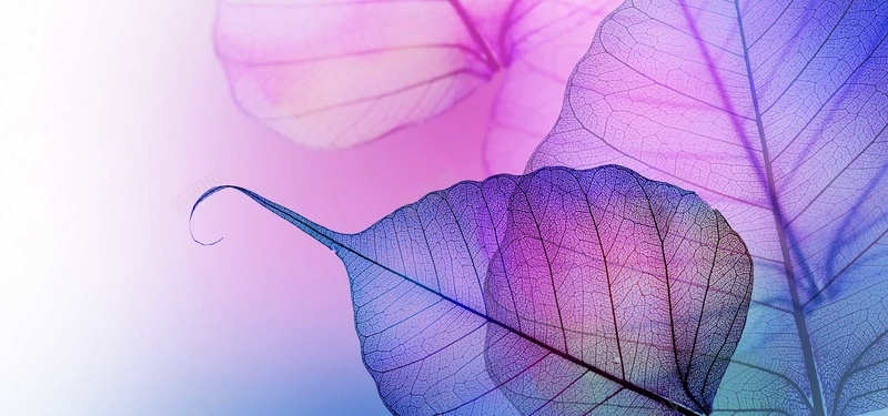 紫色树叶纹理背景背景