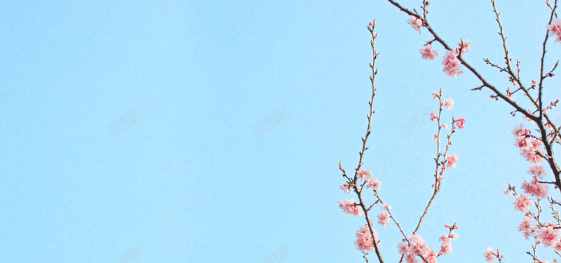 樱花矢量日系唯美小清新樱花摄影图片