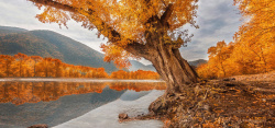 秋季河边河边枫树背景高清图片
