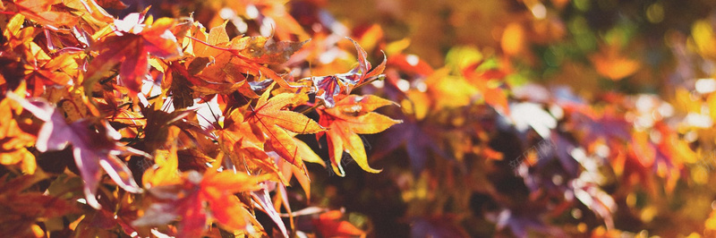 秋季落叶风景摄影9摄影图片