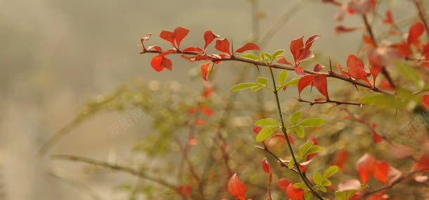 树叶植物背景jpg设计背景_新图网 https://ixintu.com 树叶 植物 自然风光