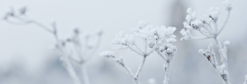 圣诞节冬季背景psd_新图网 https://ixintu.com 冬天 冬季 圣诞 摄影 海报banner 雪花 风景