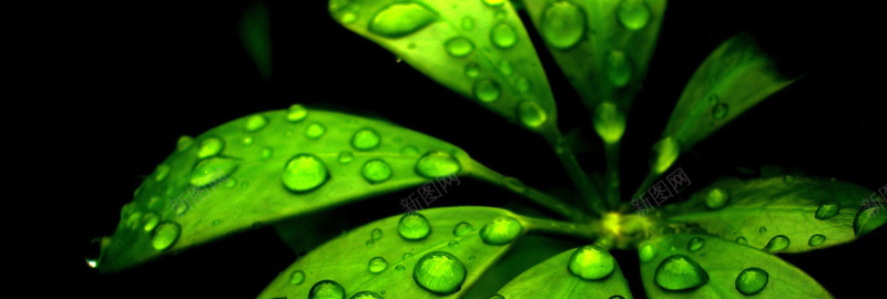绿色植物背景jpg_新图网 https://ixintu.com 叶子 摄影 植物 海报banner 绿色 露珠 风景