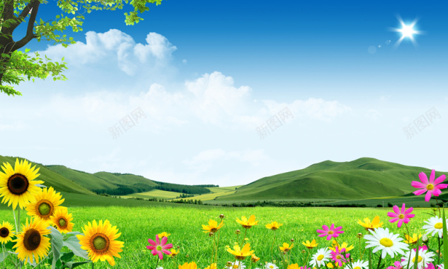 草原蓝天白云向日葵风景绿山摄影图片