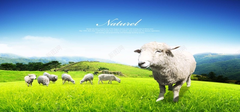 草原绵羊摄影图片