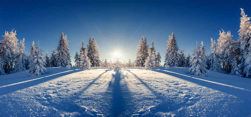 山顶雪松jpg_新图网 https://ixintu.com 冬天日照 冬天雪松 山顶白雪 摄影 海报banner 风景