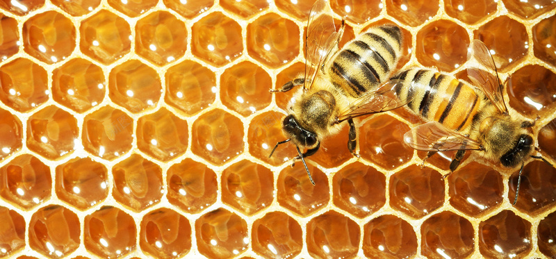 蜂蜜背景摄影图片