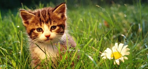 草地上的小猫背景