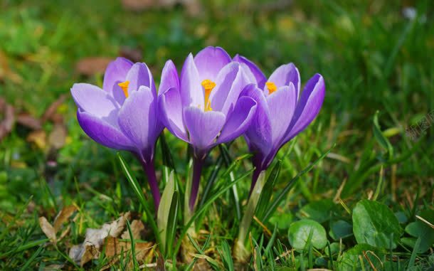 绿色草地上的紫色兰花jpg设计背景_新图网 https://ixintu.com 兰花 紫色 绿色 草地