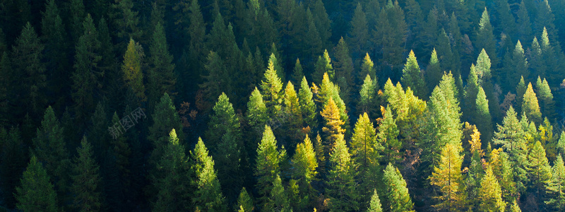 森林jpg设计背景_新图网 https://ixintu.com 公园主题 唯美 工艺 摄影 森林 海报banner 绿树 背景图 阳光 风景