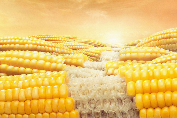金色玉米食品粮食背景背景