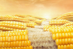 玉米食品金色玉米食品粮食背景高清图片