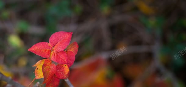 红色树叶摄影摄影图片