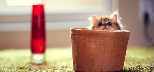 可爱小猫背景背景图片免费下载 素材0ivqggpup 新图网 可爱小猫背景背景图片免费下载 素材0ivqggpup 新图网