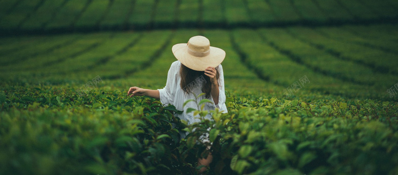 采茶风景采茶女背景摄影图片