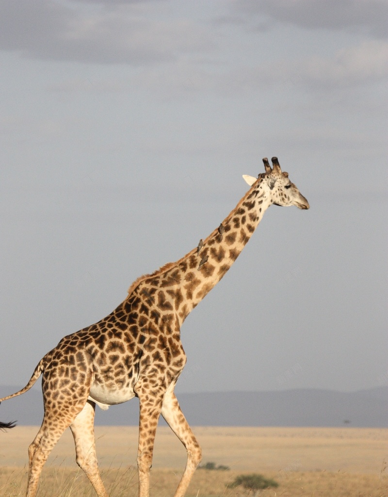 一只奔跑的长颈鹿jpg设计背景_新图网 https://ixintu.com 动物 大草原 长颈鹿 非洲
