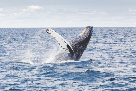 鲸鱼跃出水面背景摄影图片
