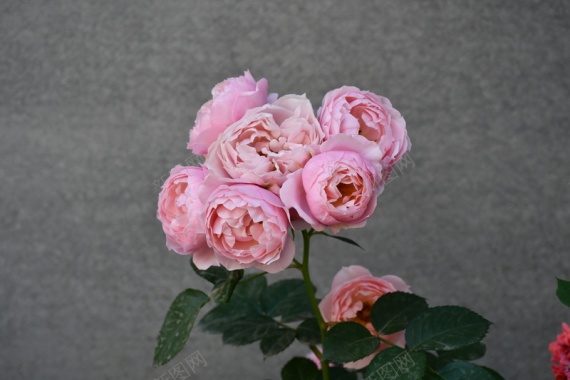 摄影写真玫瑰花摄影图片