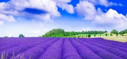 漫山遍野紫色薰衣草高清图片