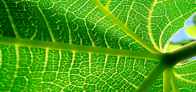 绿色植物绿色植物摄影摄影图片