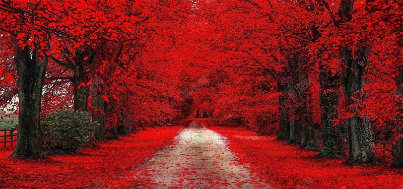 当枫叶红了的时候背景jpg_新图网 https://ixintu.com 摄影 枫叶 树林 海报banner 红色 自然 风景