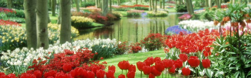 红绿树木花朵背景摄影图片