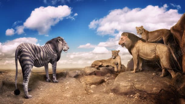 非洲草原的动物王国狮子背景