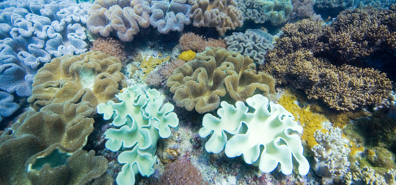 海底生物背景摄影图片