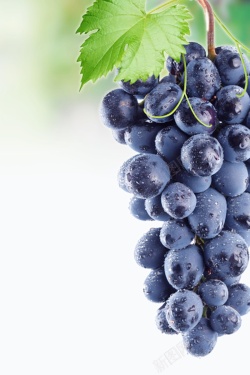 有机水果设计清新葡萄采摘葡萄熟了PSD分层高清图片