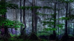 朦朦雾朦朦的绿色森林高清图片